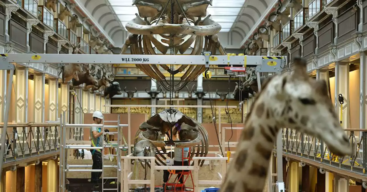 The Dead Zoo: ‘The guy who is doing the whale has a T-rex to put up in the Netherlands’