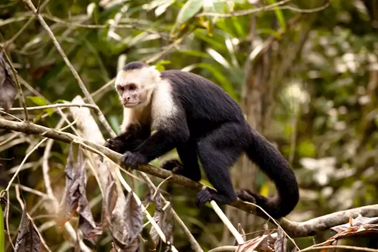 Se robaron otro mono del exzoológico de La Plata y ya son dos en un mes