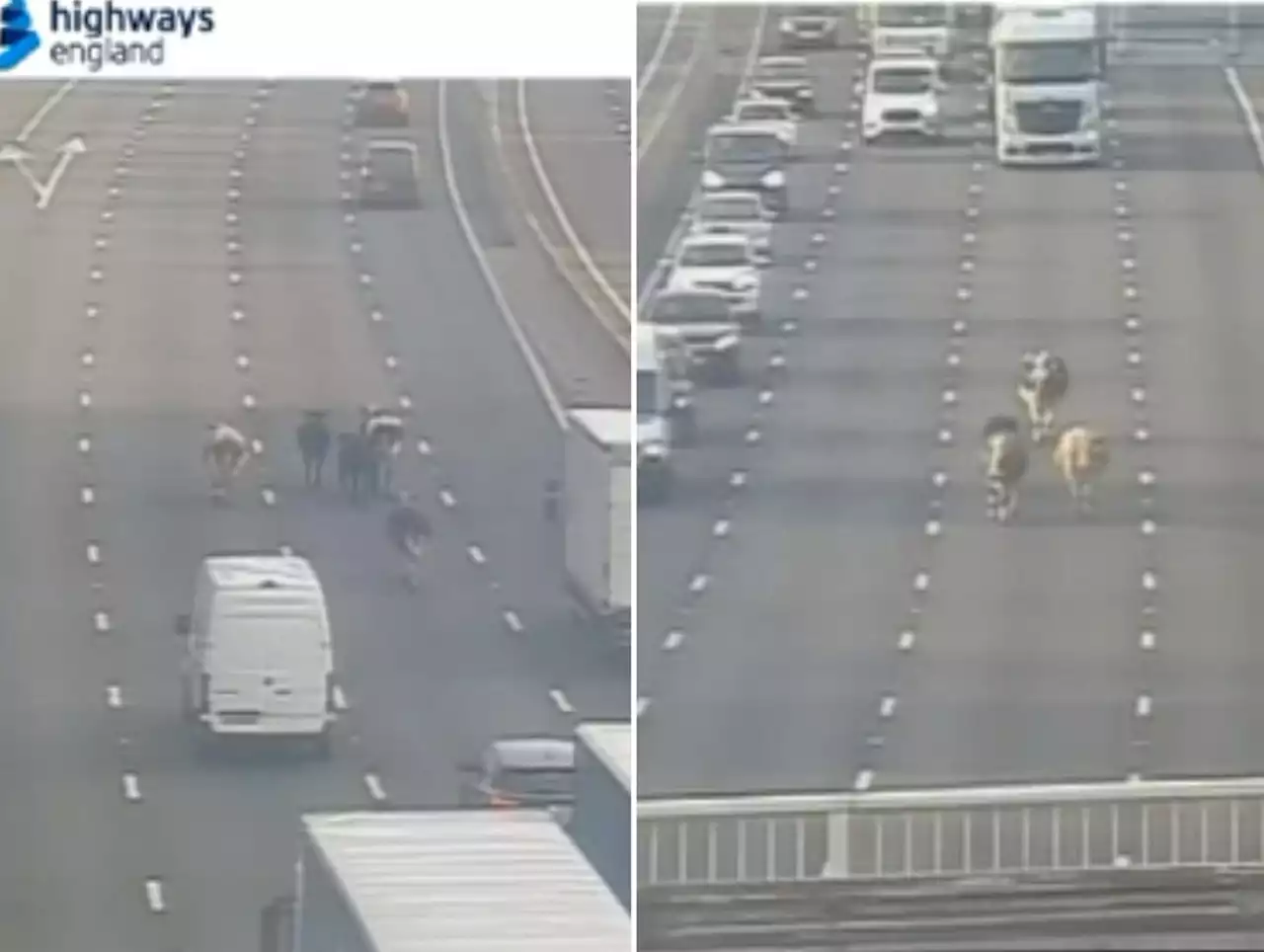 Dramatic pictures show police called to 'round up' cows wandering on M1 in Yorkshire stoping all traffic