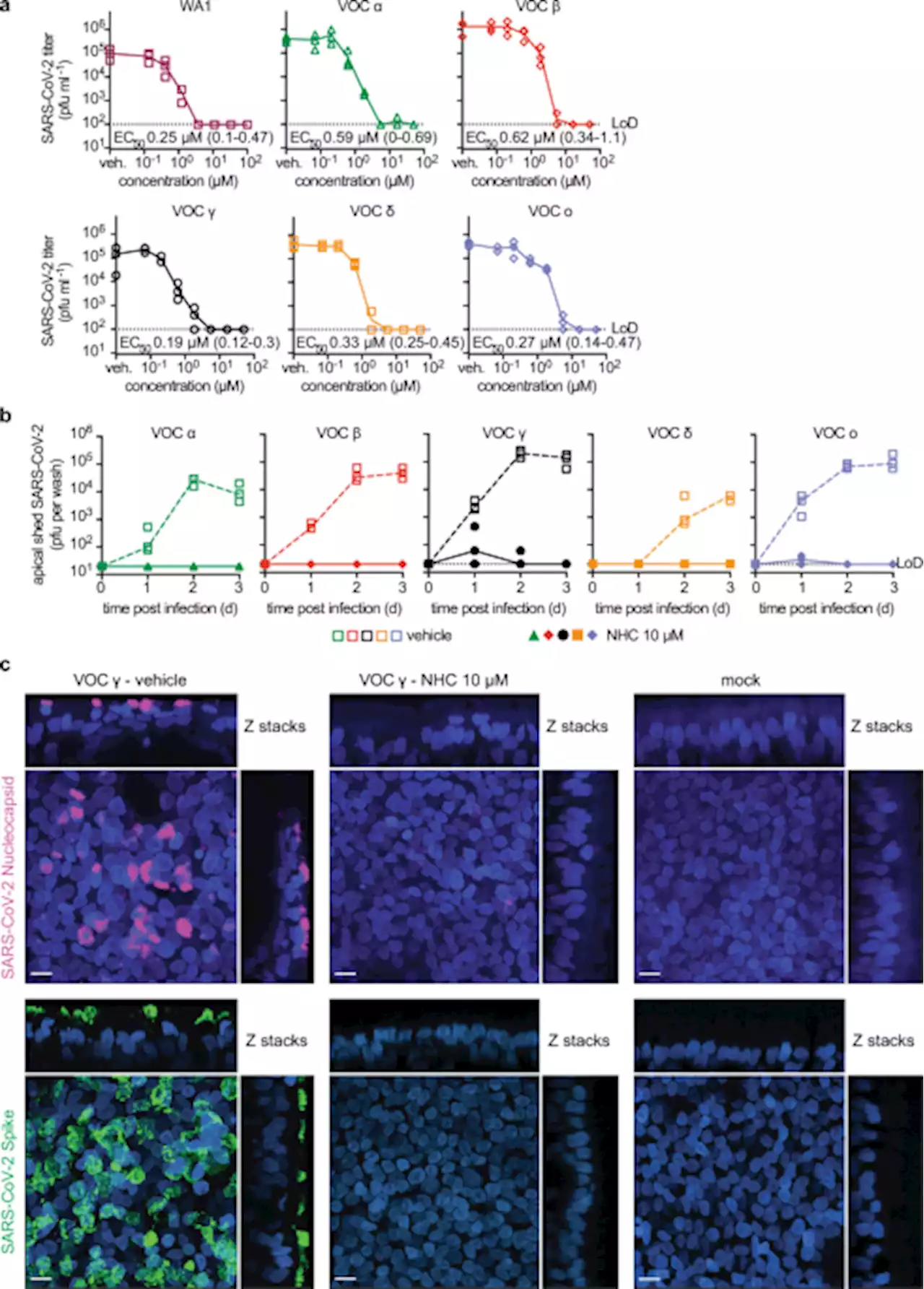 SARS-CoV-2 VOC type and biological sex affect molnupiravir efficacy in severe COVID-19 dwarf hamster model - Nature Communications