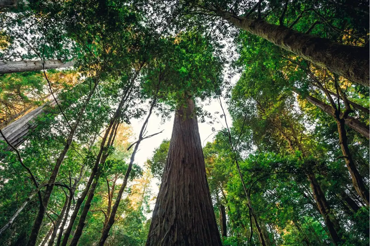 Visitors to the world’s tallest tree in California’s Redwood National Park face jail, $5,000 fine