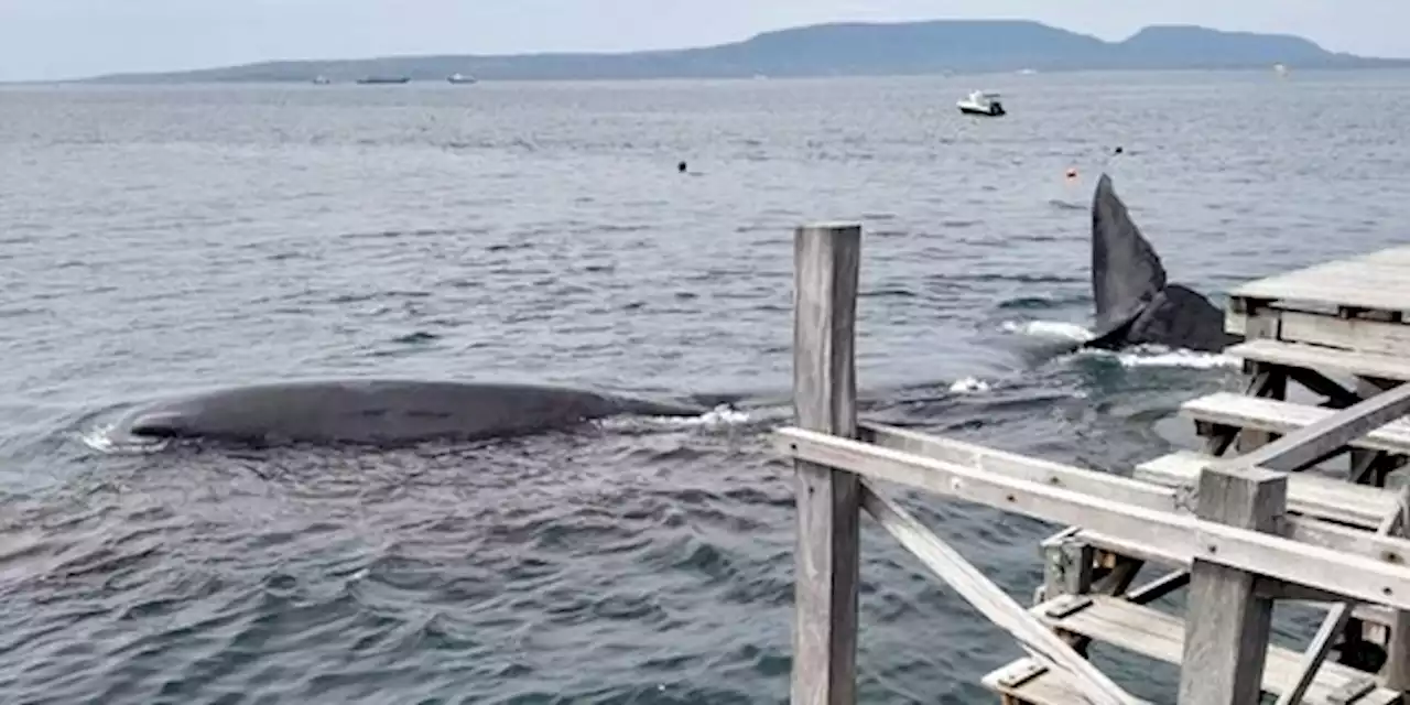 Paus Bungkuk Sepanjang 10 Meter Muncul di Dekat Pantai Banyuwangi | merdeka.com