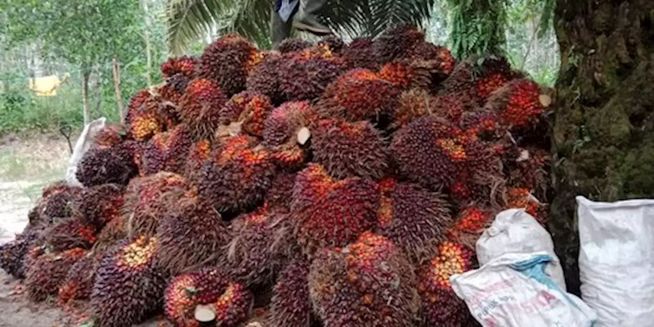 Pengusaha Desak Pemerintah Cabut Kebijakan DMO dan DPO Kelapa Sawit | merdeka.com