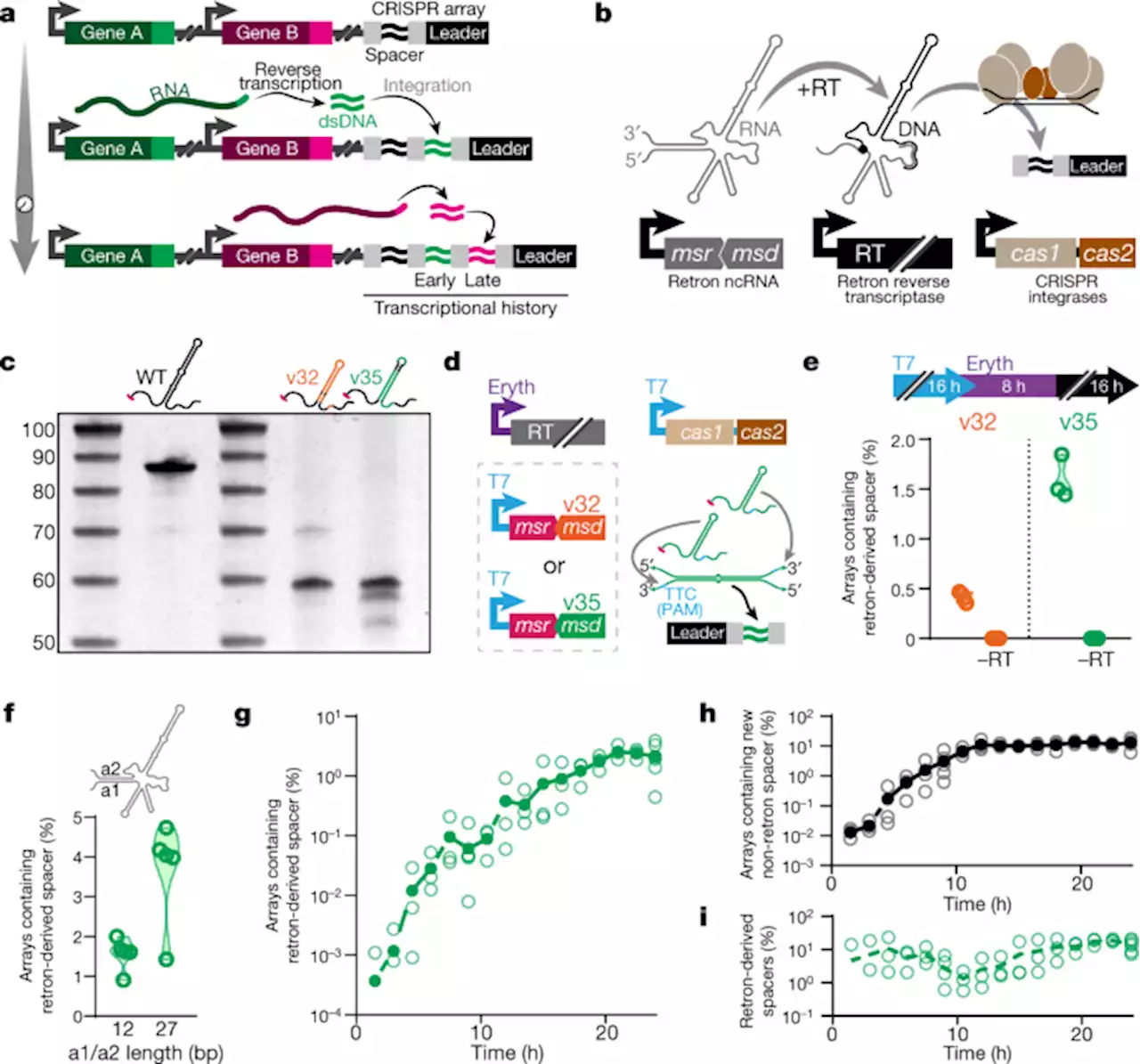 Recording gene expression order in DNA by CRISPR addition of retron barcodes - Nature