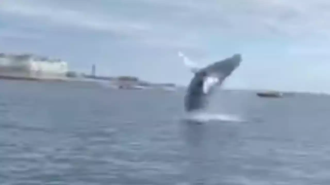 RAW VIDEO: Humpback Whale Spotted in Boston Harbor