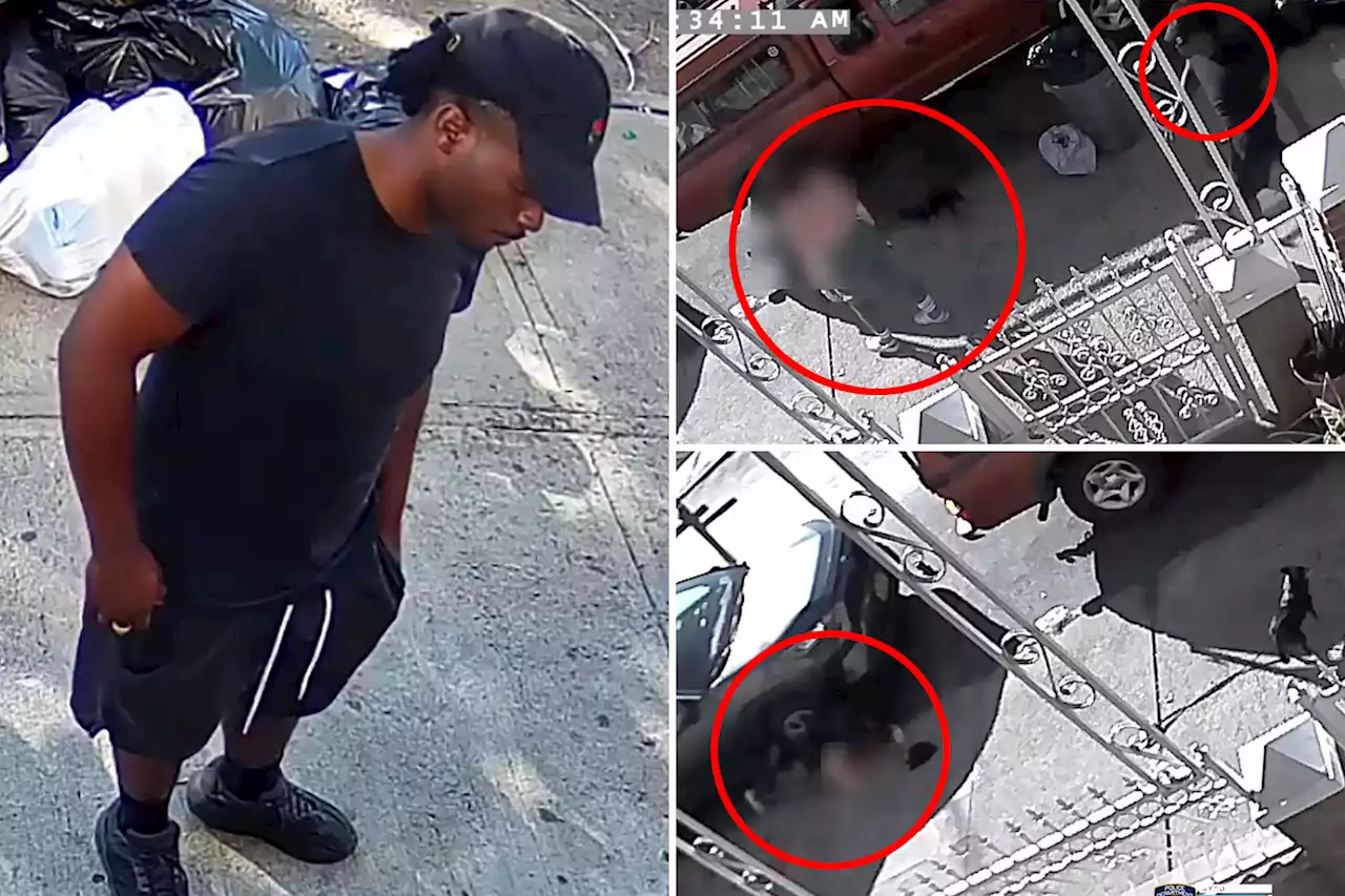 Man tries to rape woman as she walked her small dog in NYC