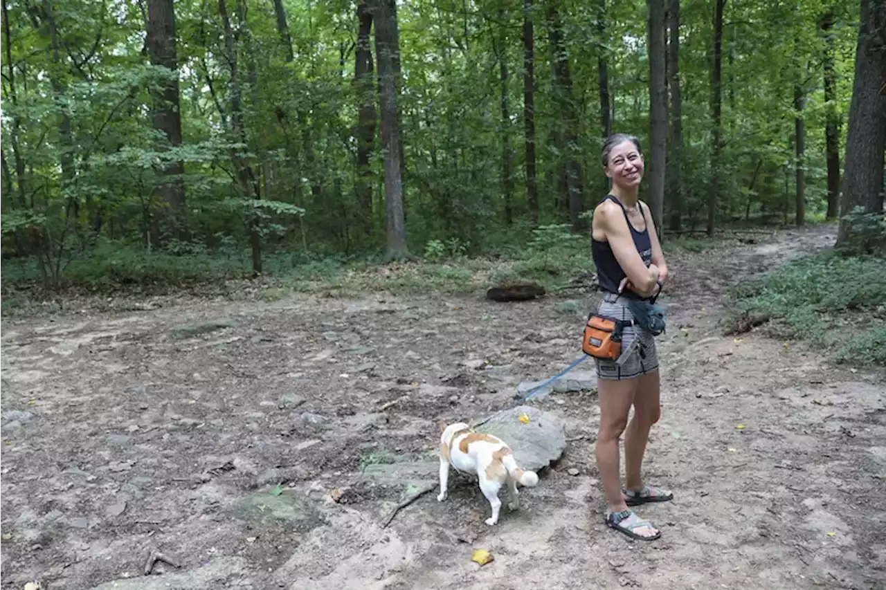 A Mount Airy mystery: Who is abandoning dogs in the woods?