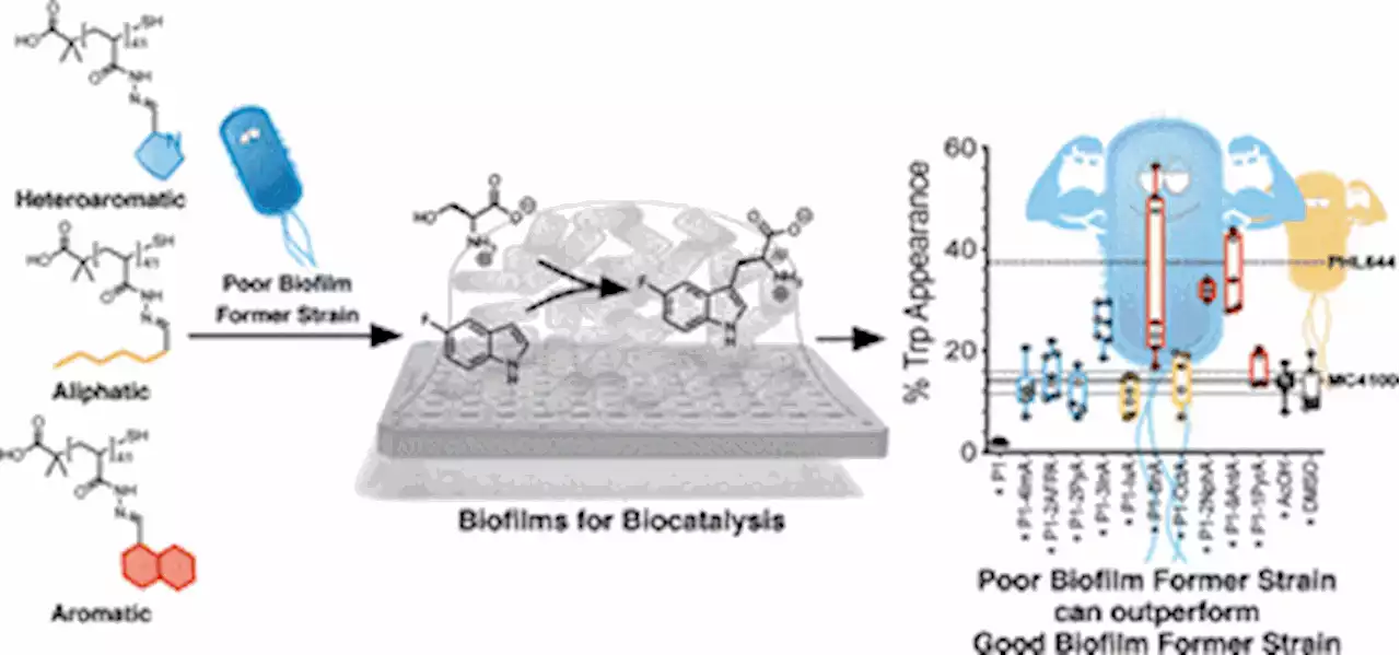 Polymer-induced biofilms for enhanced biocatalysis