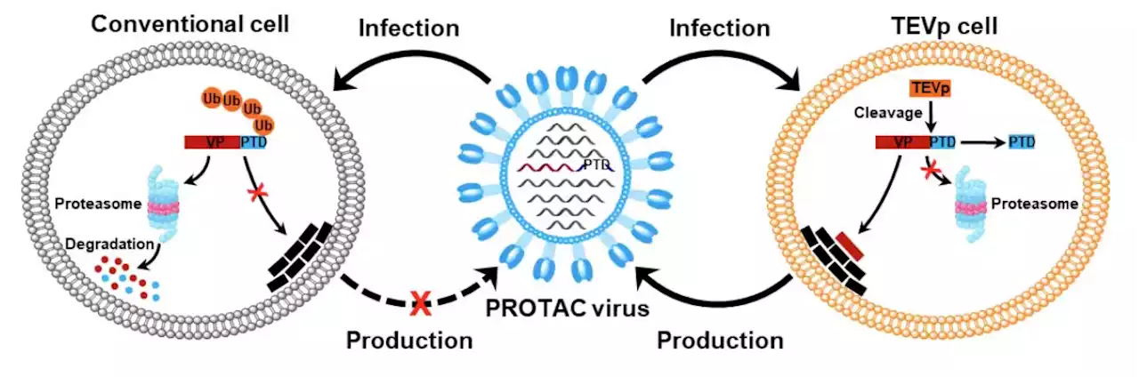 Chinese Scientists Propose a New Live-Virus Flu Vaccine