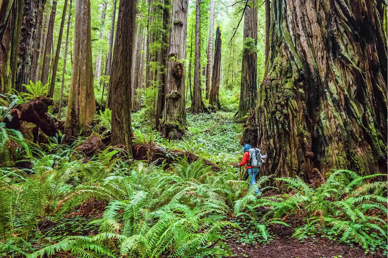 World's tallest tree damaged by tourists, now off-limits in Calif.