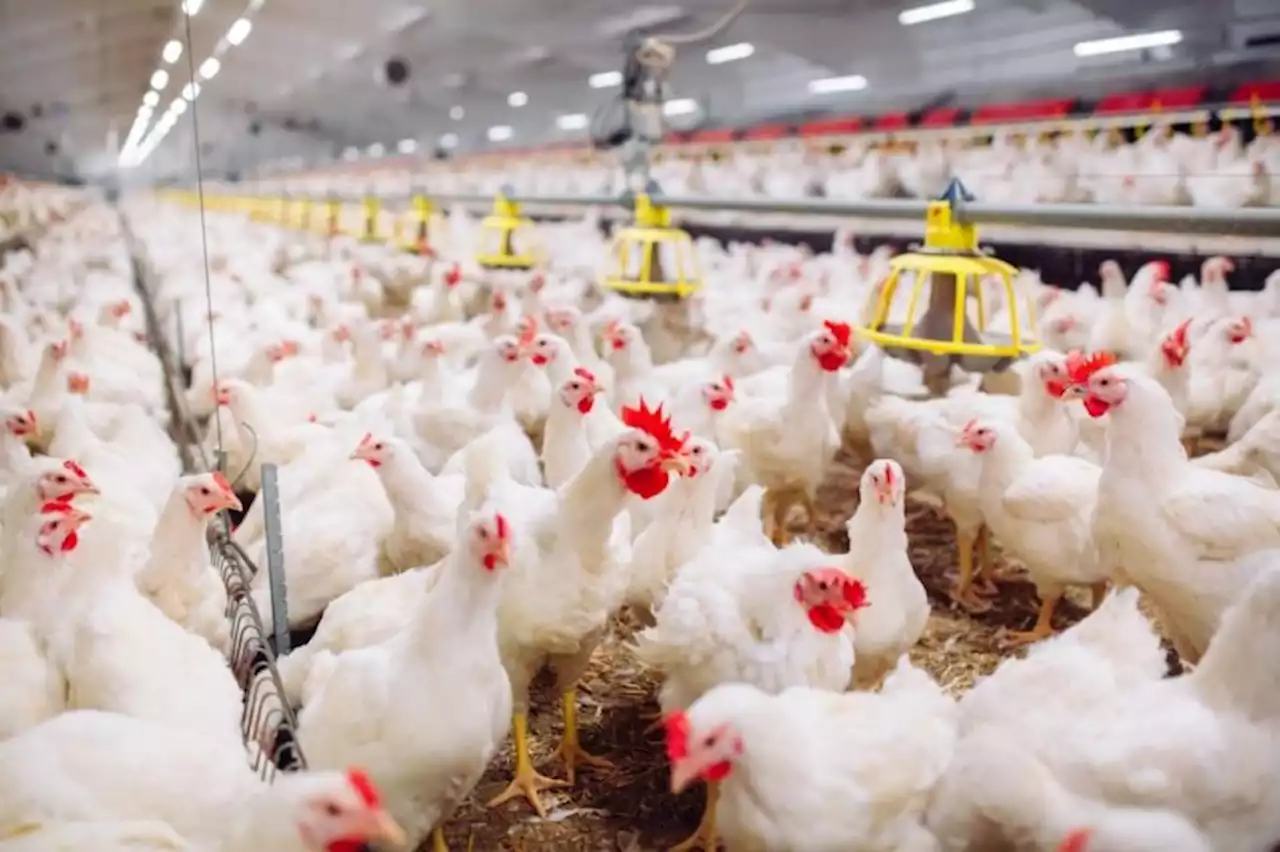 Mesin Penghangat Terguling, 8.000 Ayam Broiler di Blitar Mati Terpanggang