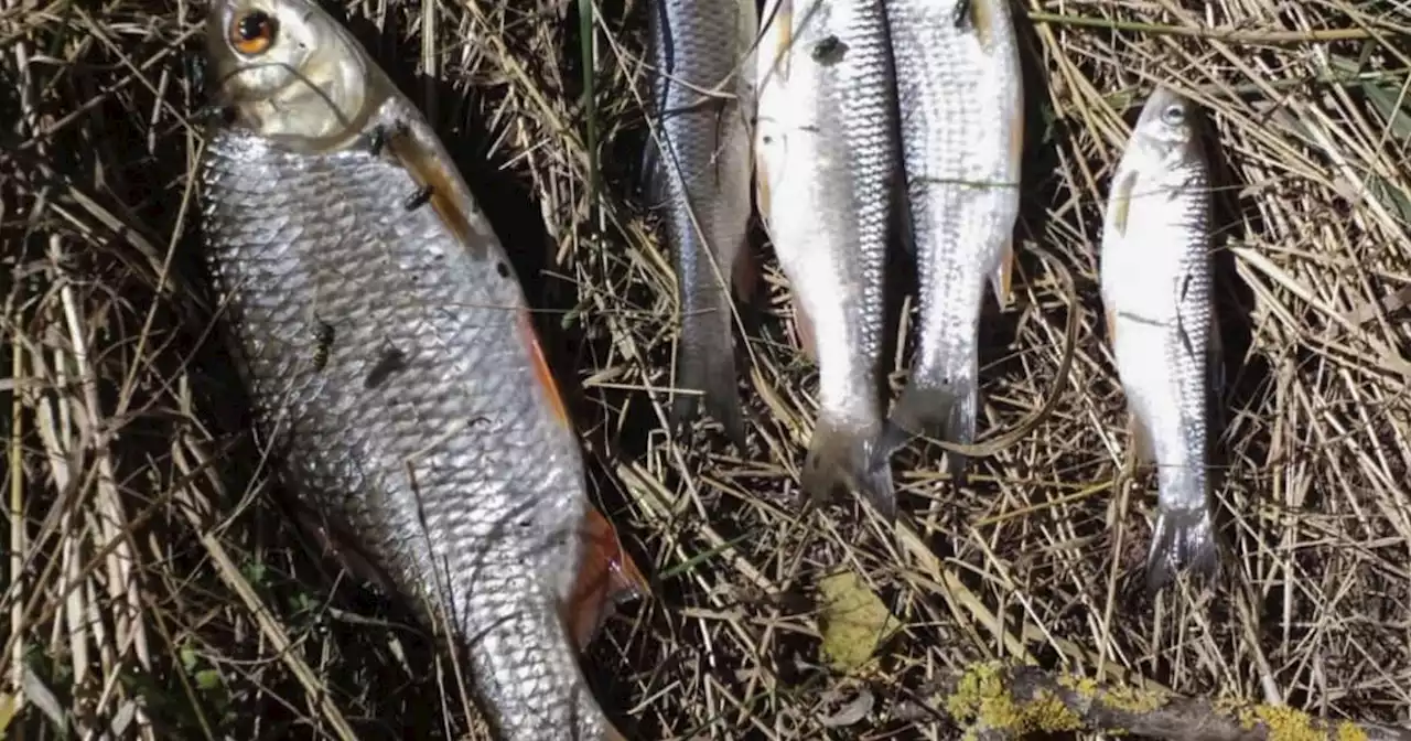 Suche nach der Ursache: Fischsterben in der Blies: Landesamt äußert sich nach Vorwürfen gegen Stadt Neunkirchen