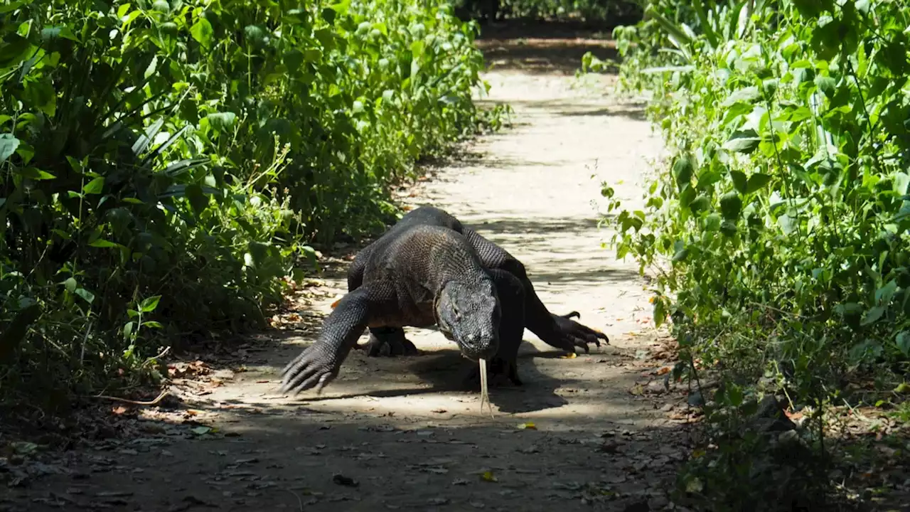 Aksi Protes Tiket Masuk Taman Nasional Komodo Lumpuhkan Pariwisata Labuan Bajo