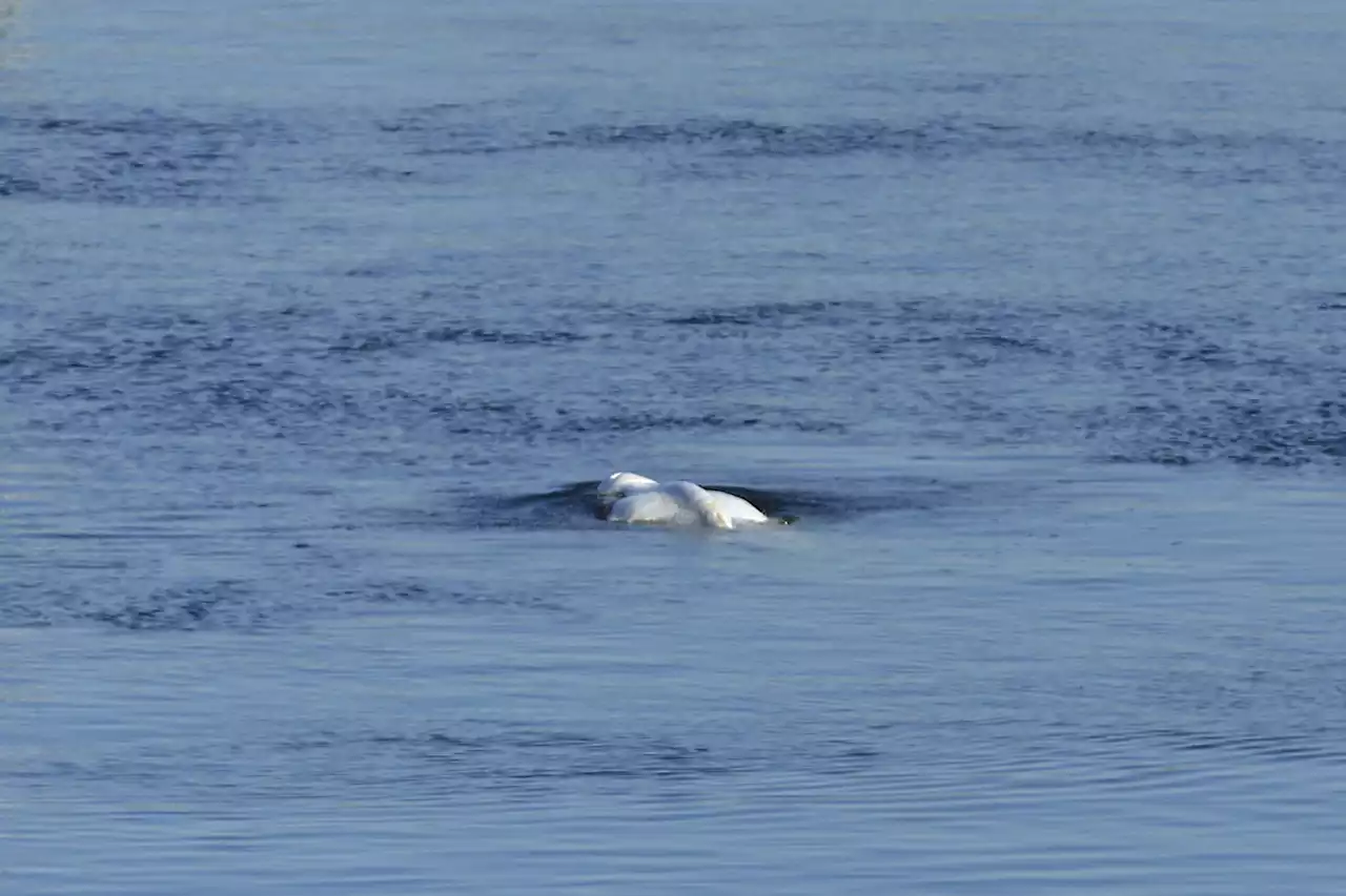 Stranded whale out of French river, to be moved to saltwater