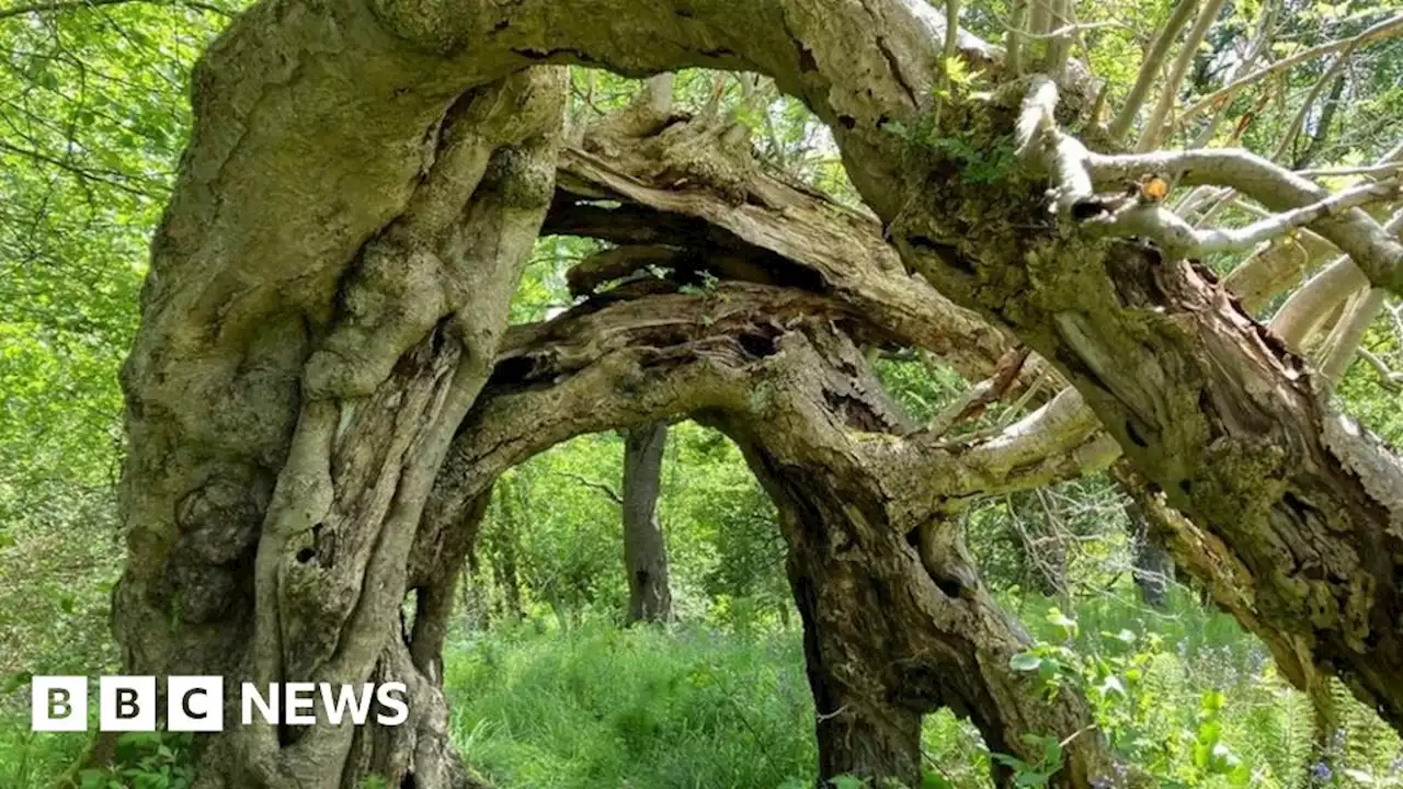 Woodland Trust 2022 Tree of the Year contenders revealed