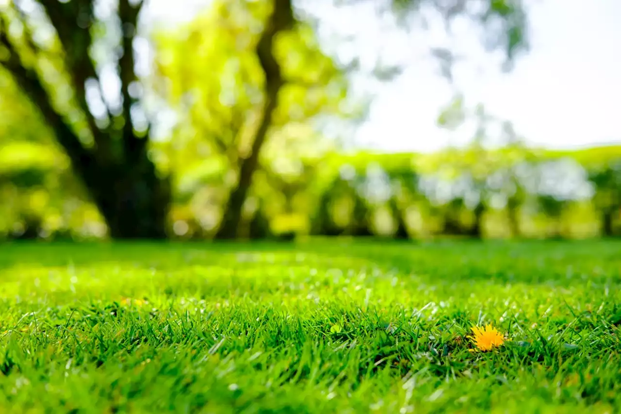 If You Have This Grass in Your Yard, Kill It Immediately, Experts Say — Best Life