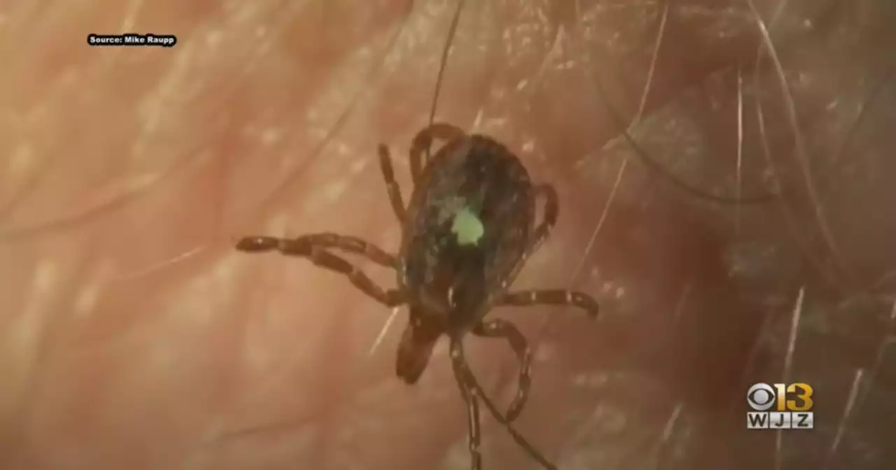 Pfizer, French firm starting testing of major Lyme disease vaccine