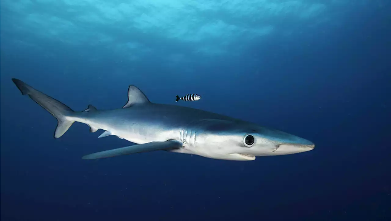 What’s Unique About the Blue Shark?