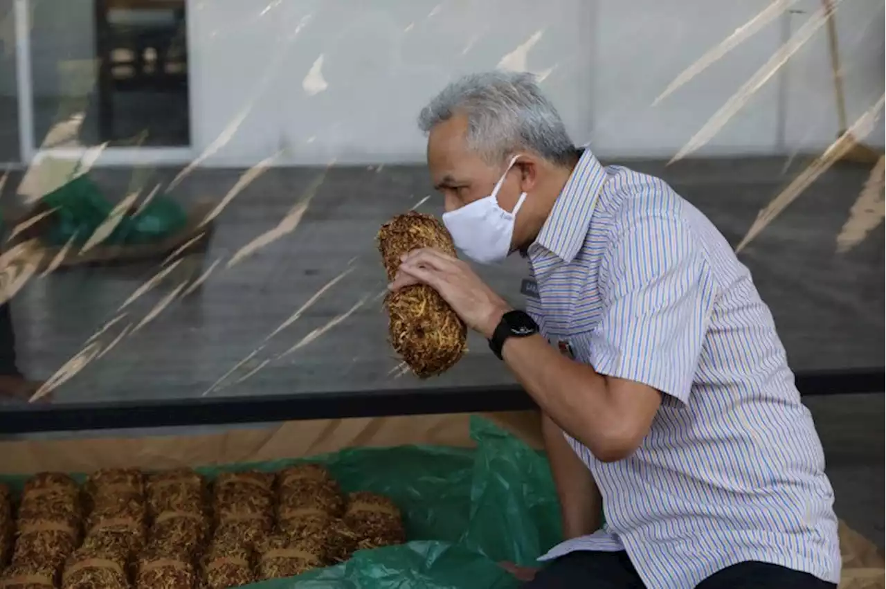 Tinjau Panen Tembakau di Temanggung, Ganjar: Kebangetan Jika Negara Impor Rokok