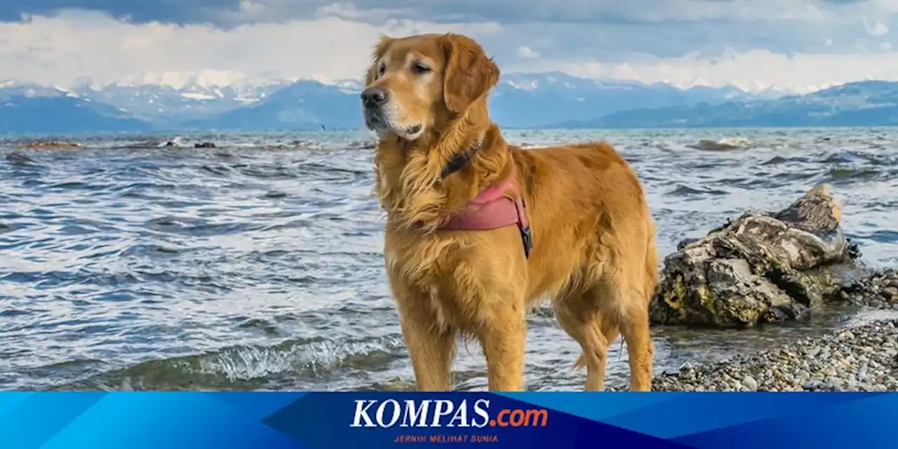 10 Fakta Menarik Golden Retriever, Si Anjing Ceria yang Serbaguna