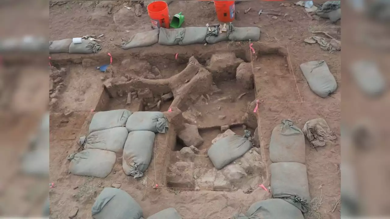 37,000-year-old mammoth butchering site may be oldest evidence of humans in North America