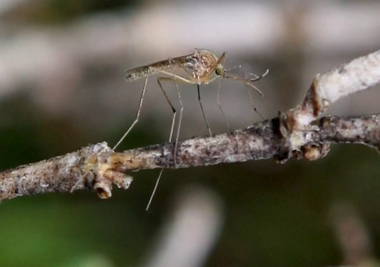 West Nile-positive mosquitoes found in Cupertino