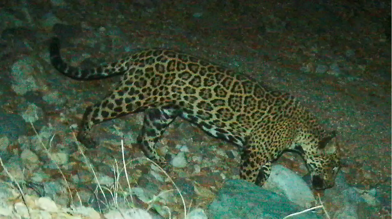 Border-Crossing Jaguar, 'El Jefe,' Caught on Camera in Mexico Reigniting Conservation Calls