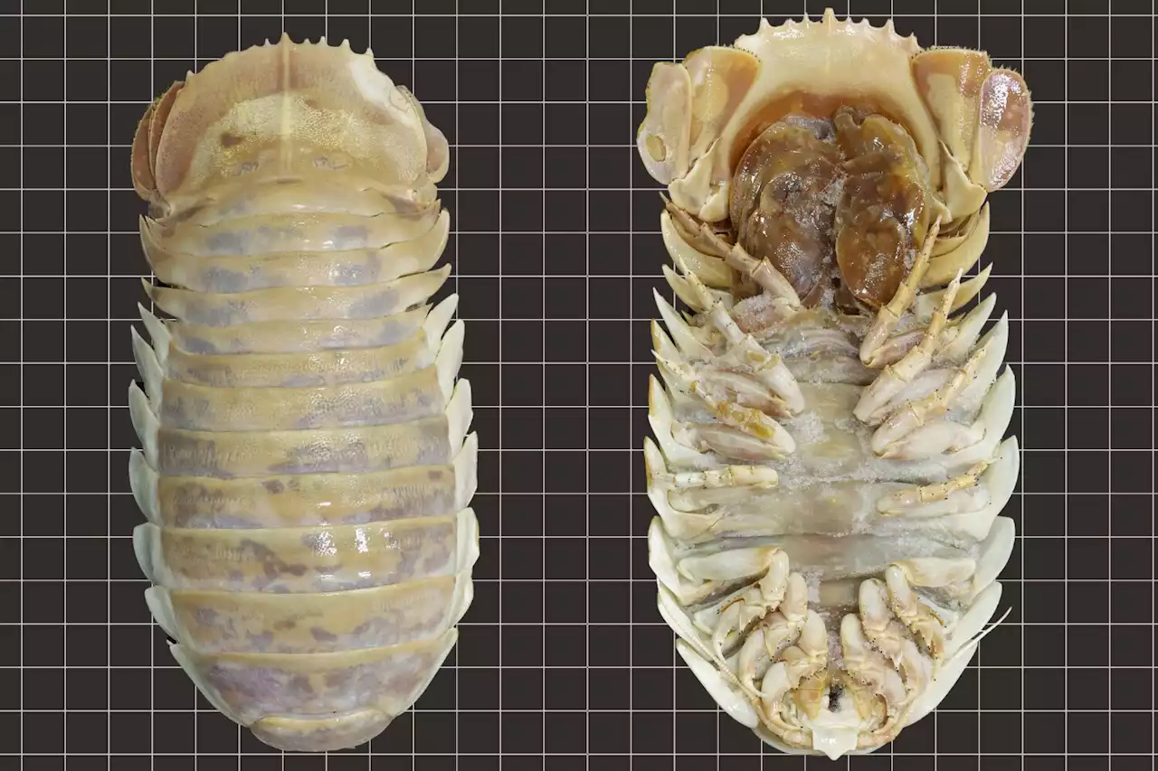 New giant deep-sea isopod discovered in the Gulf of Mexico