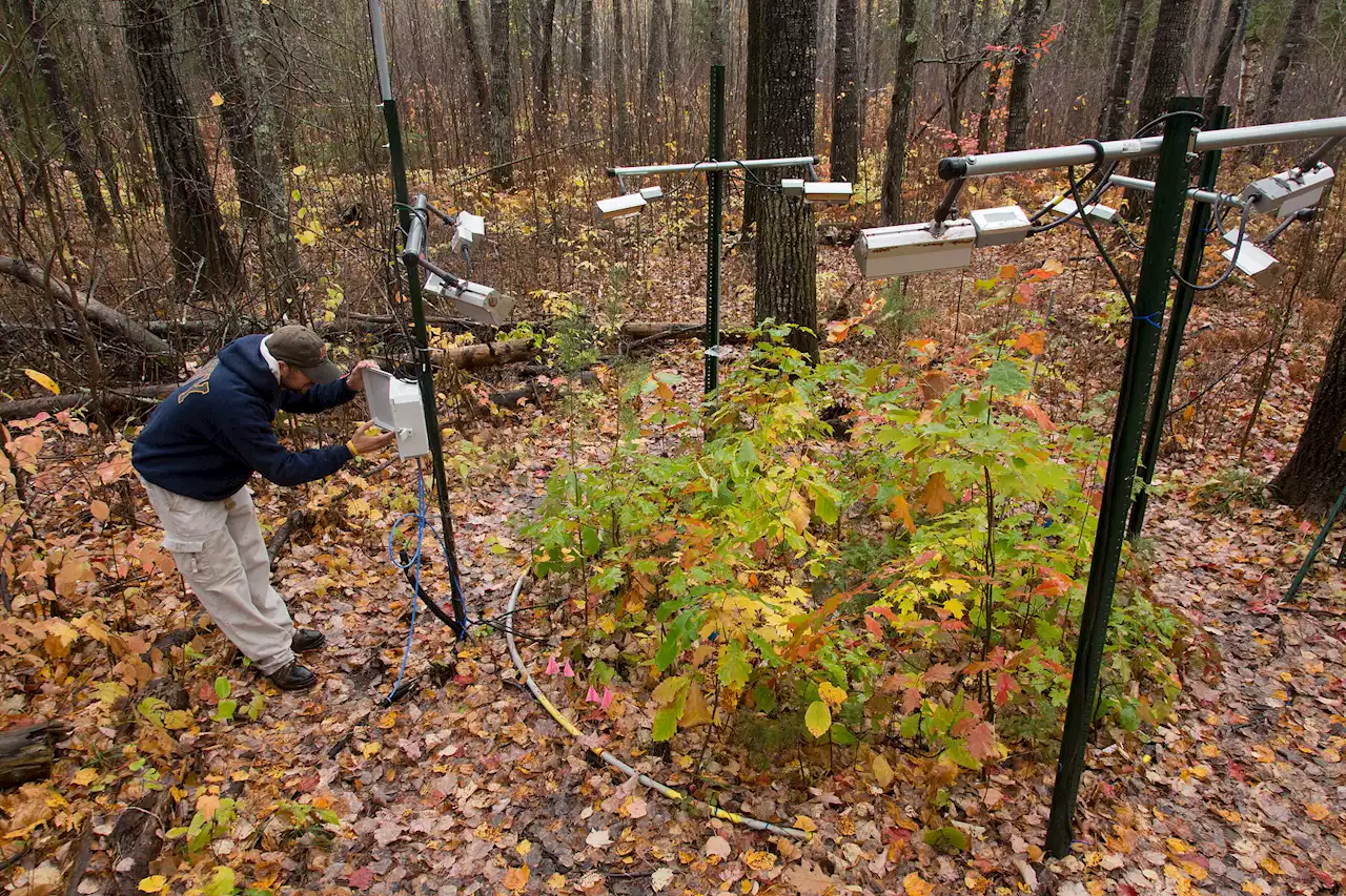 Study: Even modest climate change may lead to sweeping changes in northernmost forests