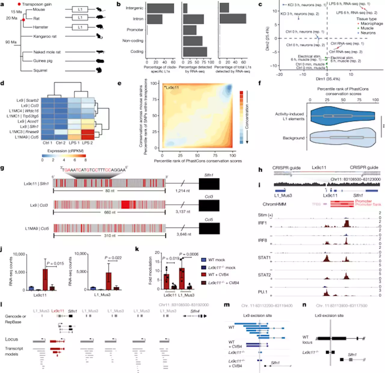 The retroelement Lx9 puts a brake on the immune response to virus infection - Nature