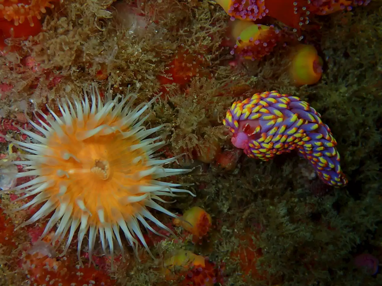 This dashing tropical sea slug just showed up in the UK