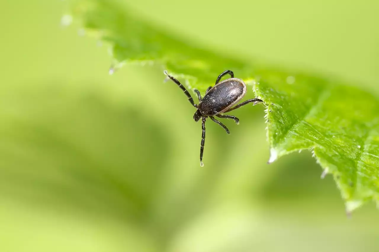 A Lyme Disease Vaccine Is One Step Closer To Reality