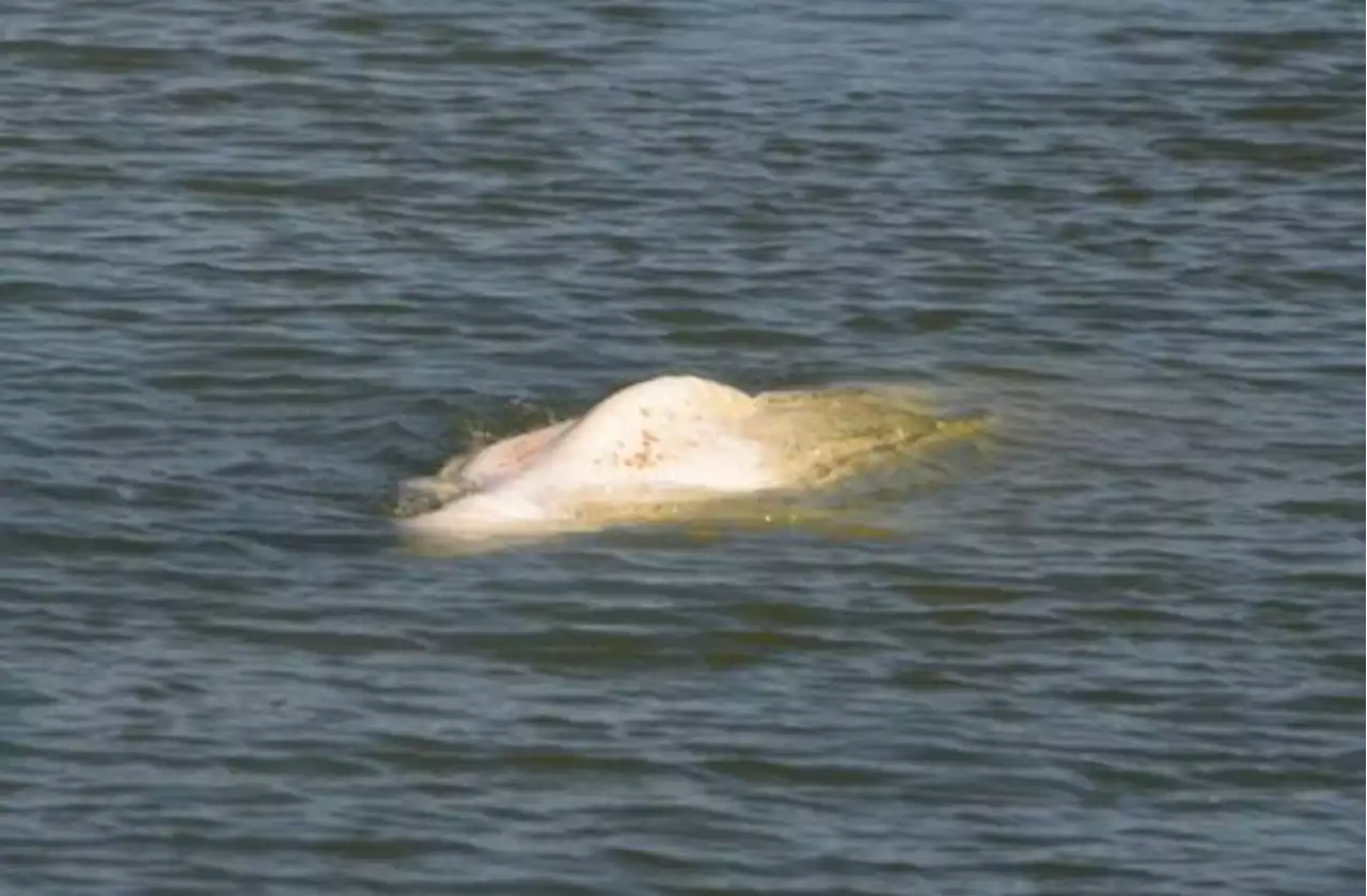 Francia, è morto il beluga estratto dalla Senna