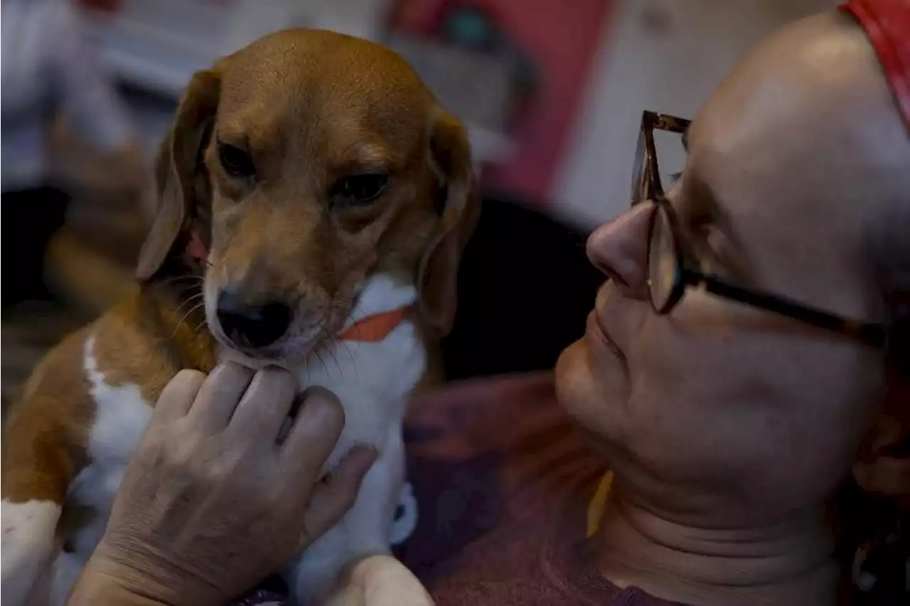 Over 4,000 beagles destined for drug experiments in US finding new homes