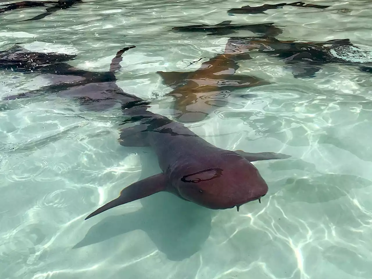 Nurse sharks terrorize British boy in Bahamas in 'Jaws-like' scene