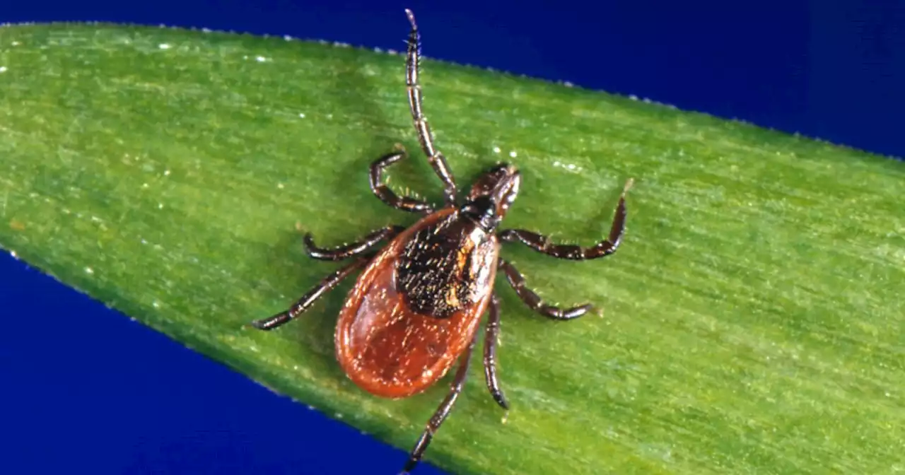 What the Lyme disease vaccine could mean for people with long-term symptoms