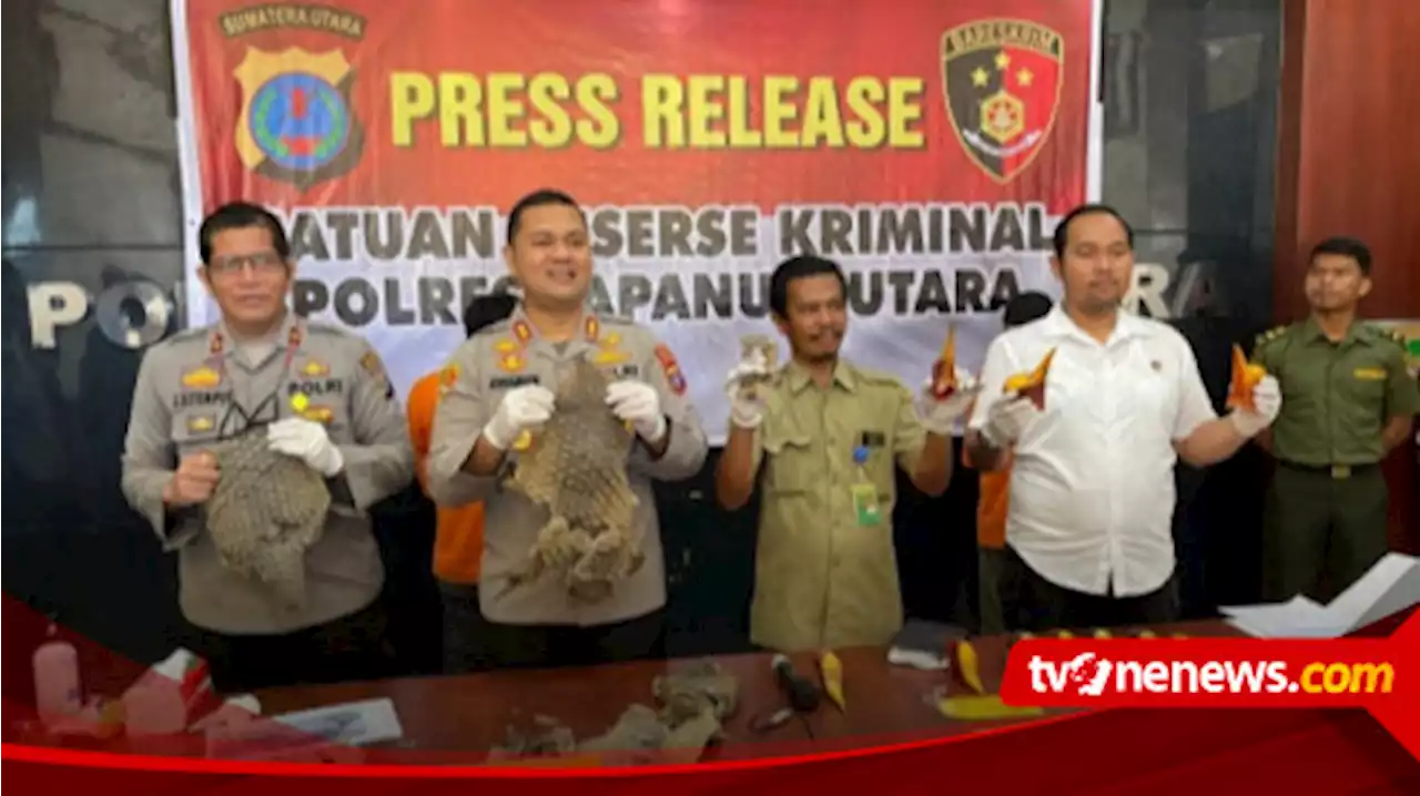 Polres Tapanuli Utara Gagalkan Penjualan Sisik Trenggiling Bernilai Miliaran Rupiah ke China