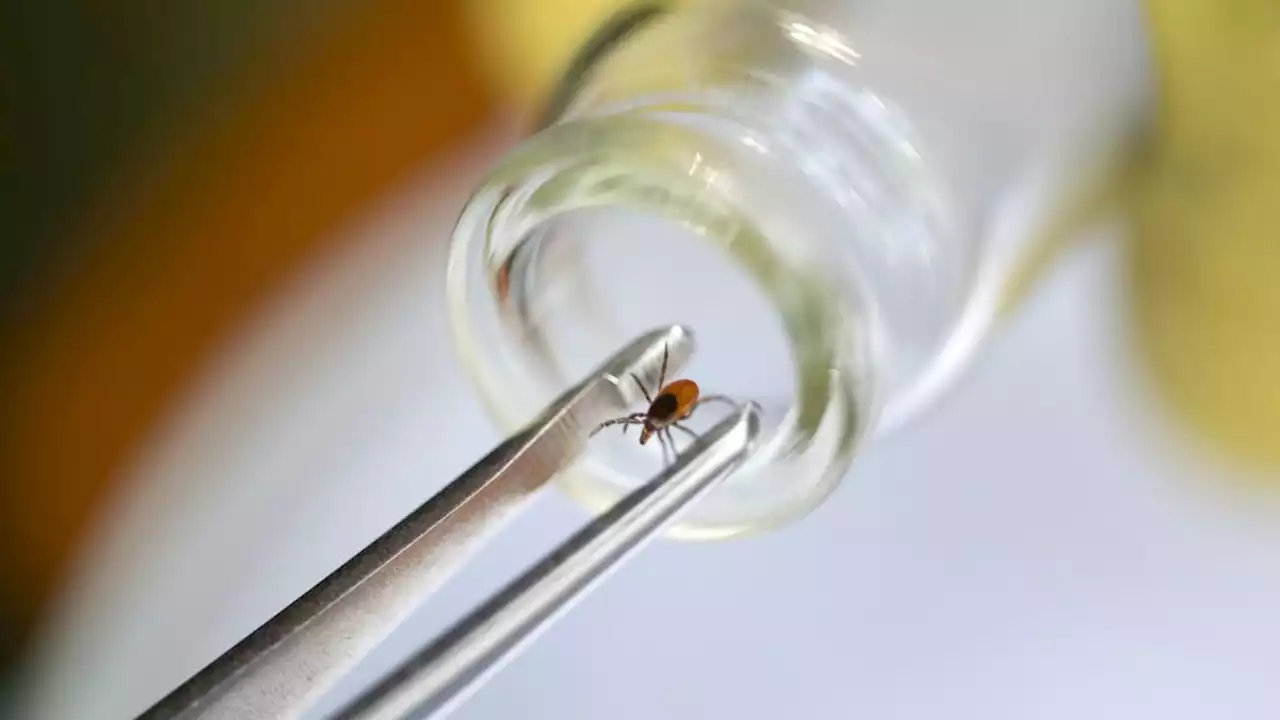 Seeking vaccine against Lyme disease, Pfizer and French partner Valneva launch major trial