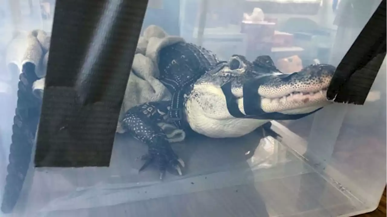 Owner surrenders 9-year-old pet alligator named ‘Zachary.’ No, they weren’t living in Florida.