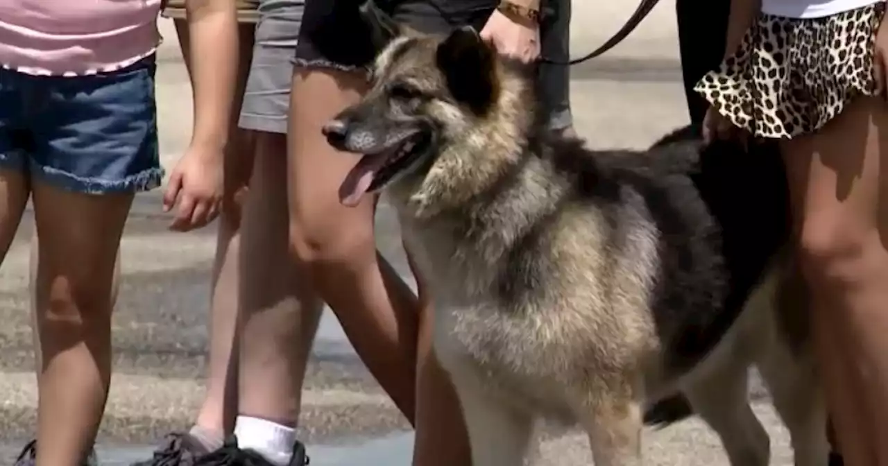 Texas family reunited with dog stolen nearly 5 years ago