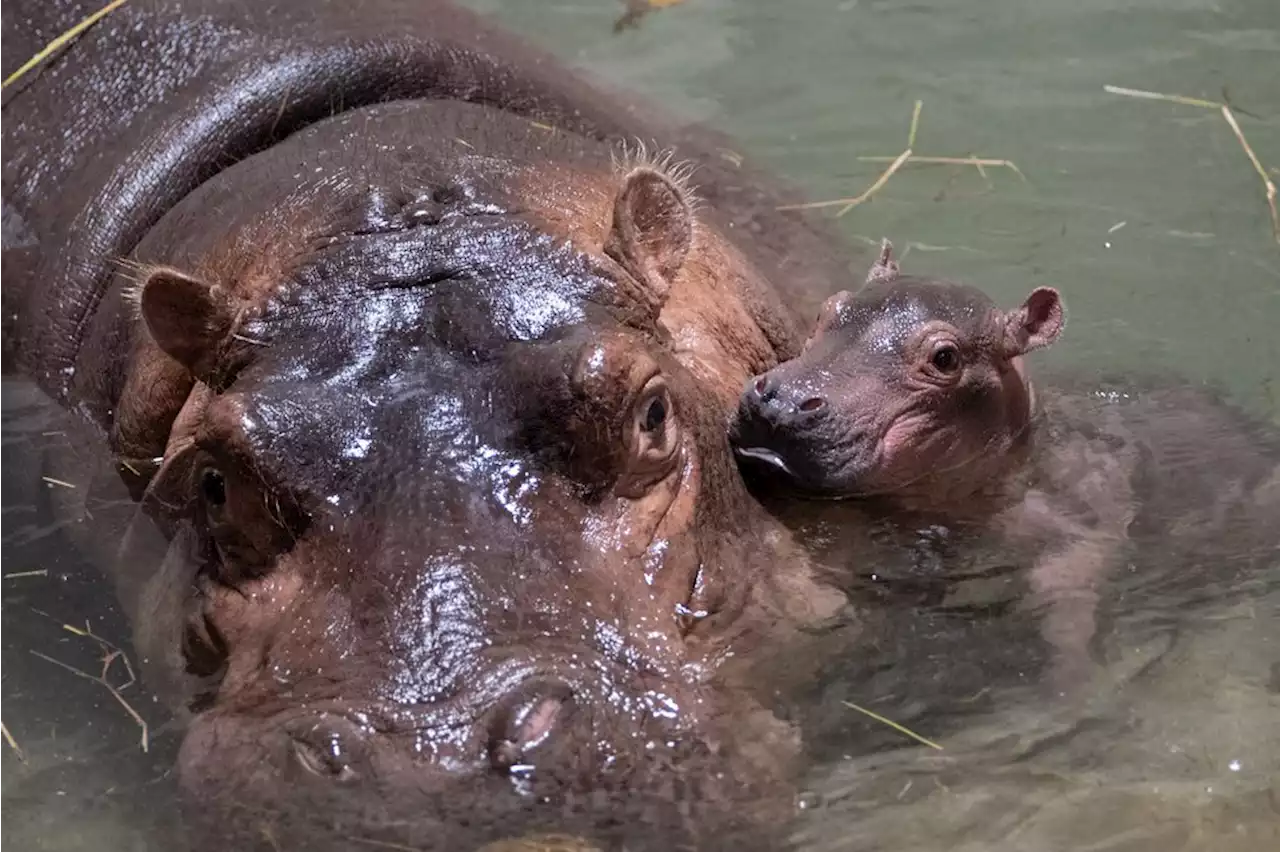 Cincinnati Zoo needs your help naming hippo Fiona’s newborn brother