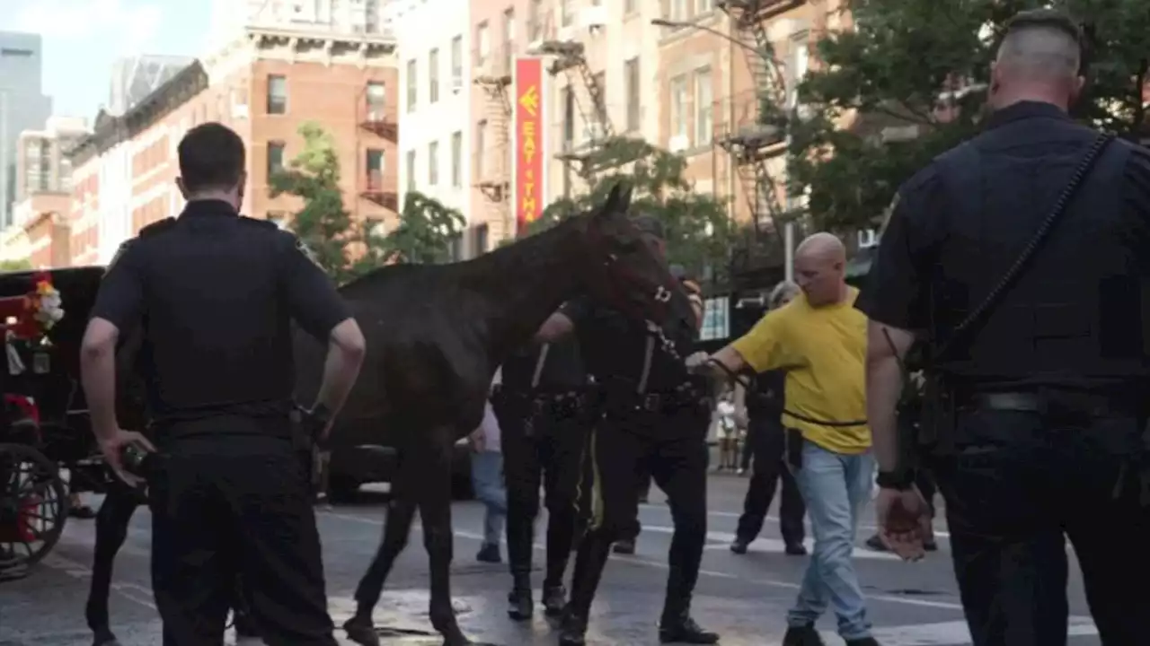 Protestors demand action after carriage horse collapsed on hot day in Hell's Kitchen, Manhattan