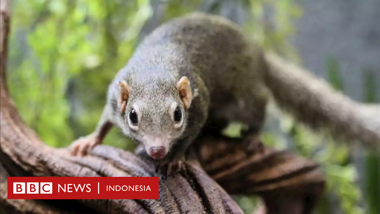 Langya: Virus baru yang menginfeksi 35 orang di timur China, perlu diwaspadai karena ada efek yang tak bisa diprediksi - BBC News Indonesia