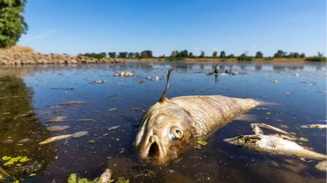 Massives Fischsterben in der Oder weitet sich aus