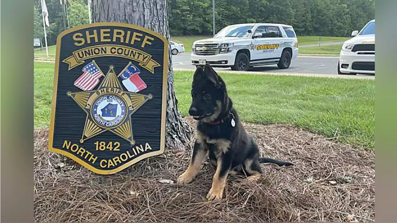 Sheriff’s office taking names for its newest employee, an 11-week-old K-9