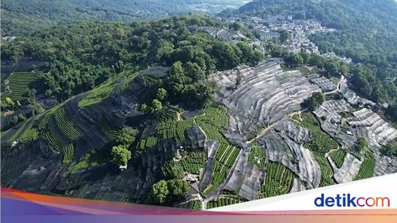 Hamparan Kebun Teh di China Ditutup Waring, Ada Apa?