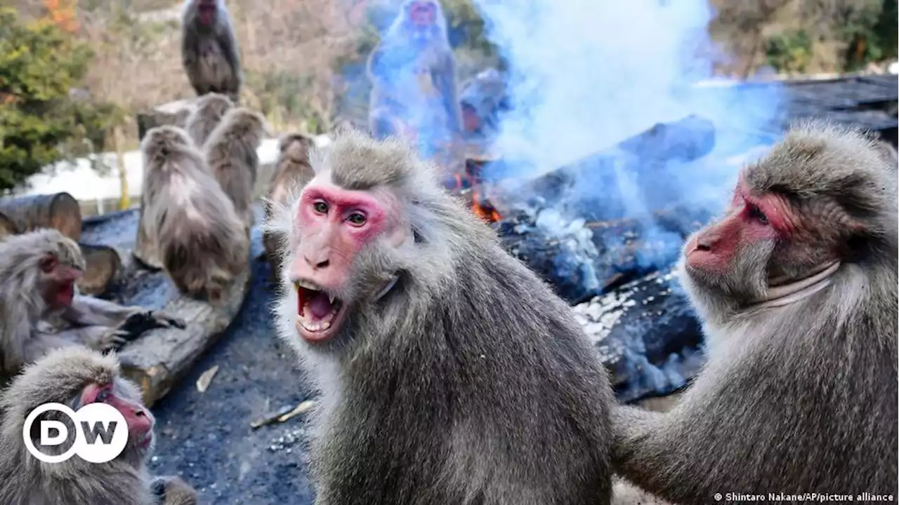 Japan's wildlife turns on the human population | DW | 08.08.2022