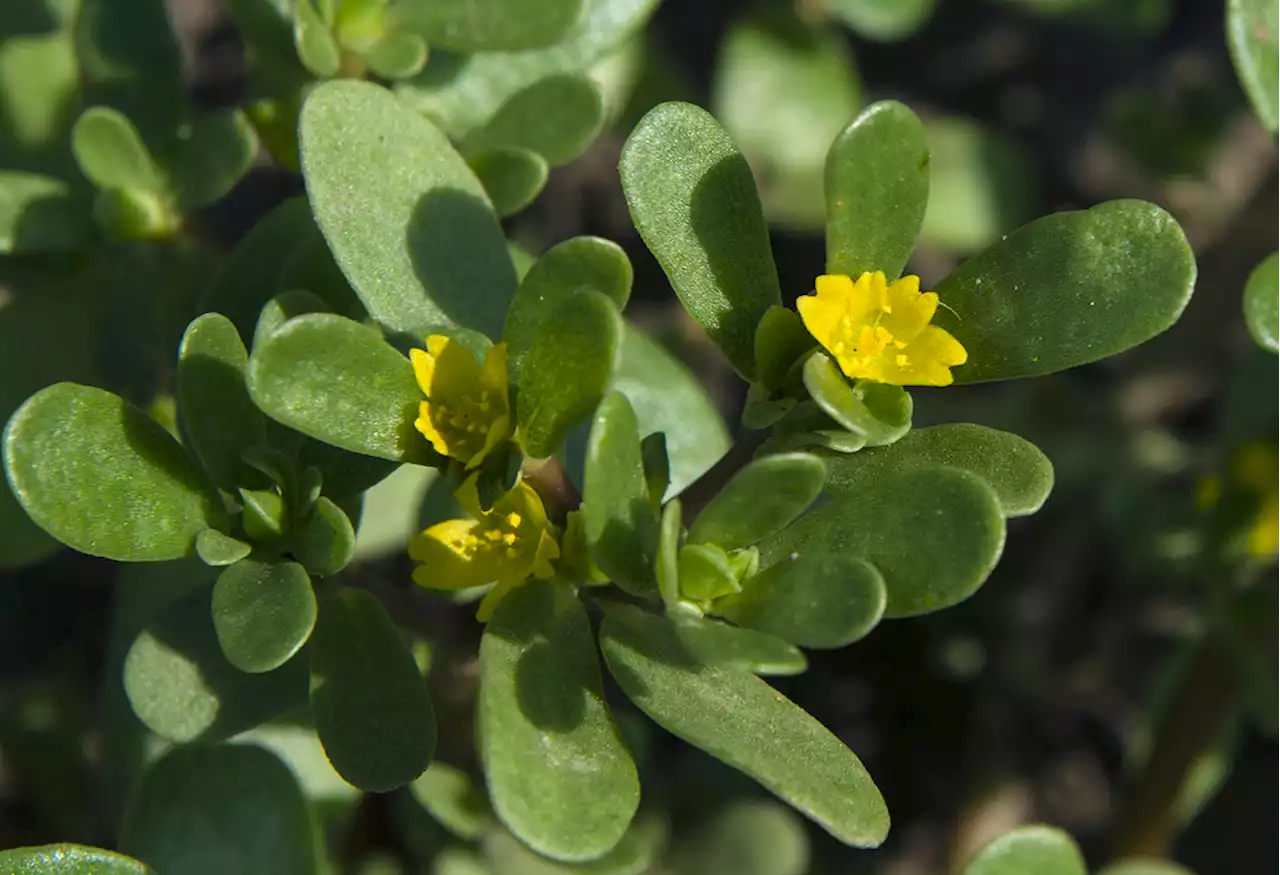 This Common 'Super Plant’ Could Inspire Drought-Resistant Crops