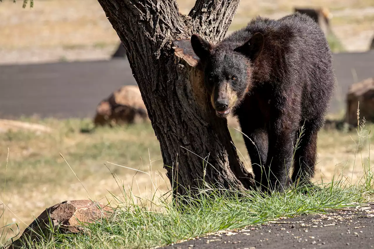 'Increased bear activity' leads Big Bend National Park to close some trailheads