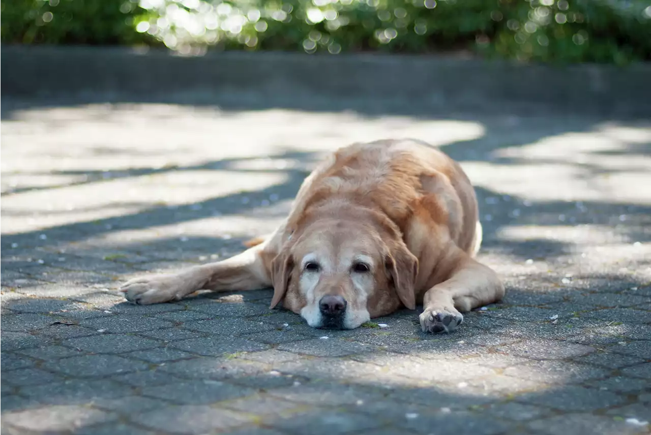 Why do dogs lie in the sun when it's so hot?